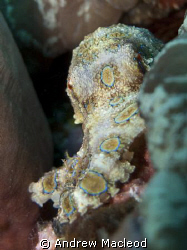 A blue ring watching me. Canon G10 (replaced the exilim, ... by Andrew Macleod 